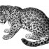 Lovely black-and-grey lying jaguar tattoo design