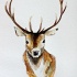 Lovely brown watercolor deer portrait tattoo design