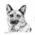 Lovely grey-ink german shepherd portrait tattoo design by Loukya