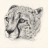 Lovely realistic grey-ink cheetah head tattoo design by Hasanti