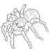 Lovely uncolored tarantula spider tattoo design