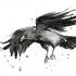 Lovely watercolor flying raven tattoo design