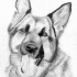 Luxury black-and-white german shepherd tattoo design
