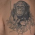 bello nero e bianco scimpanze` nei cespugli tatuaggio su spalla