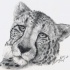 Nice grey-ink cheetah portrait tattoo design by Raining Ducks