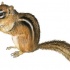 Nice small brown rodent gnawling a nut tattoo design