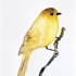 Nice yellow watercolor sparrow tattoo design