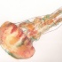 Orange watercolor jellyfish falling down tattoo design by Scheinberg