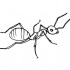 Outline drawing crawling ant tattoo design