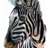 Pleased colored brown-eyed zebra portrait tattoo design