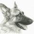 Pleased grey-ink german shepherd head in profile tattoo design