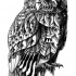 Posh black-and-white owl with bead decoration tattoo design