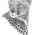 Pretty grey-ink consentrated cheetah portrait tattoo design