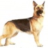 Proud realistic colored german shepherd dog tattoo design