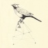 Realistic black-and-white bird sitting on geometric figure tattoo design