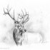 Realistic black-and-white deer tattoo design