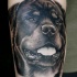 Tatuaje en el antebrazo, cabeza de rottweiler divino