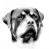 Realistic black-and-white rottweiler muzzle tattoo design