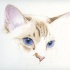Realistic blue-eyed cat muzzle tattoo design
