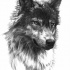 Realistic dark-pencil wolf portrait tattoo design