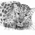 Realistic dotwork leopard baby tattoo design