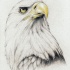 Realistic eagle head tattoo design