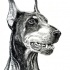 Realistic grey-and-black doberman dog portrait tattoo design