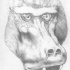 Realistic grey-ink baboon muzzle tattoo design