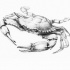 Realistic grey-ink crab tattoo design