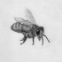 Realistic grey-ink flying bee tattoo design