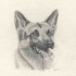 Realistic grey-ink german shepherd with hanging tongue tattoo design