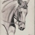 Realistic grey-ink horse portrait tattoo design