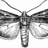 Realistic grey-ink moth tattoo design