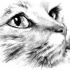 Realistic grey-pencil cat muzzle tattoo design