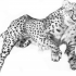 Realistic pencil-work running cheetah tattoo design by Renadrawer