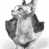 Realistic sitting sphynx cat tattoo design
