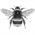 Realistic uncolored sitting bee tattoo design