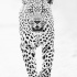 Realistic uncolored walking leopard tattoo design
