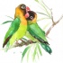 Romantic green embracing parrot couple tattoo design