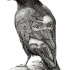 Scary balck-and-white raven with human-faces pattern tattoo design