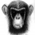 Scary black-ink chimpanzee smoking sigarette tattoo design