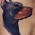 severo realistico testa cane Doberman tatuaggio su lato