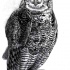 Severe huge full-size grey owl tattoo design