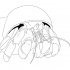 Shy outline hermit crab tattoo design