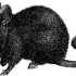 Simple black static rodent tattoo design