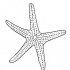 Simple pimpled starfish tattoo design