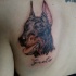 poccolo eccezionale testa cane Doberman tatuaggio su scapola