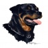 Splendid colorful rottweiler in profile tattoo design