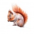 Splendid orange-and grey gnawling squirrel tattoo design
