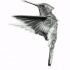 Static realistic black-and-white hummingbird tattoo design